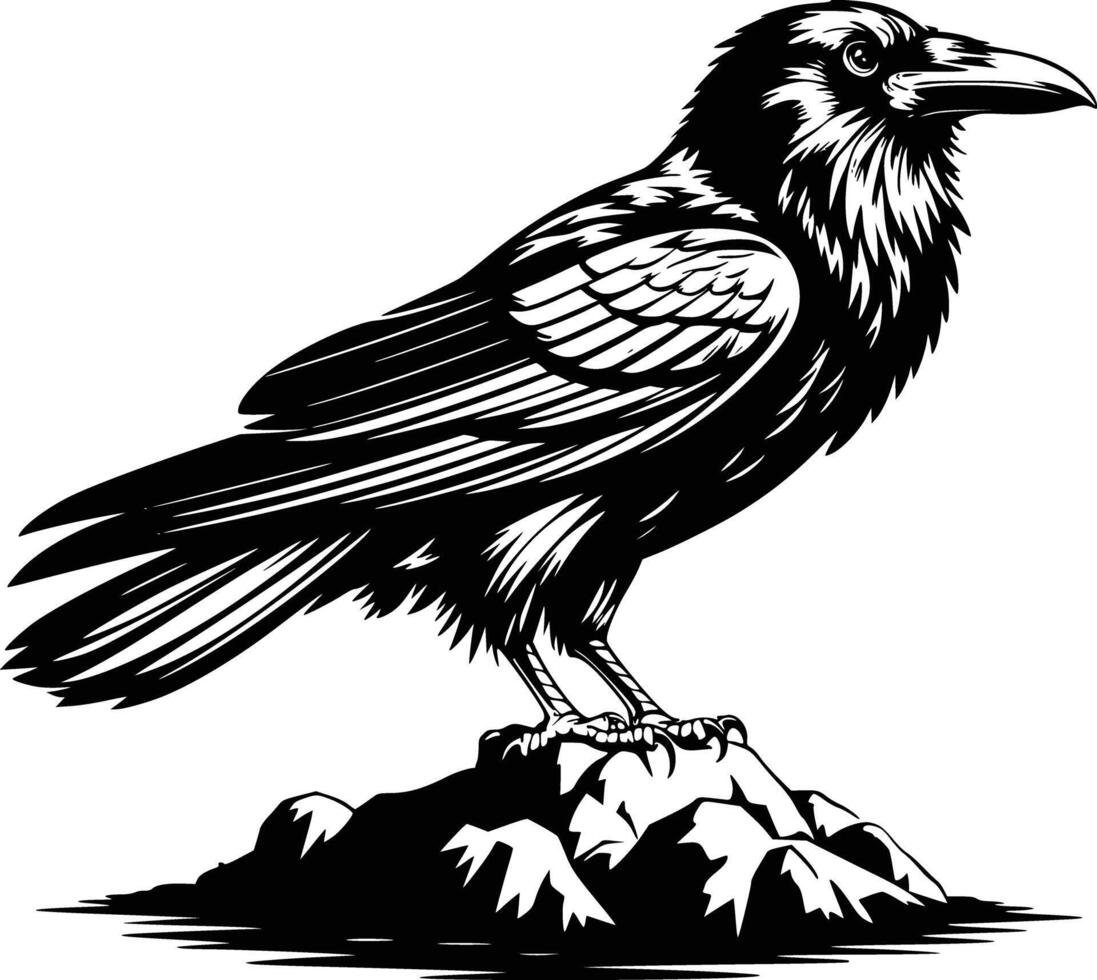 Black raven on rock vector