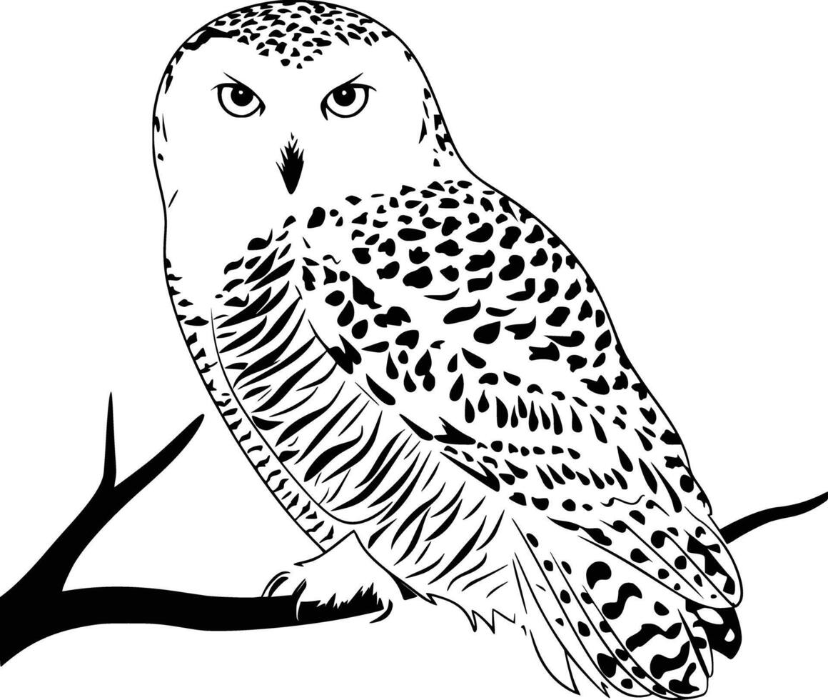 Snowy owl coloring pages vector