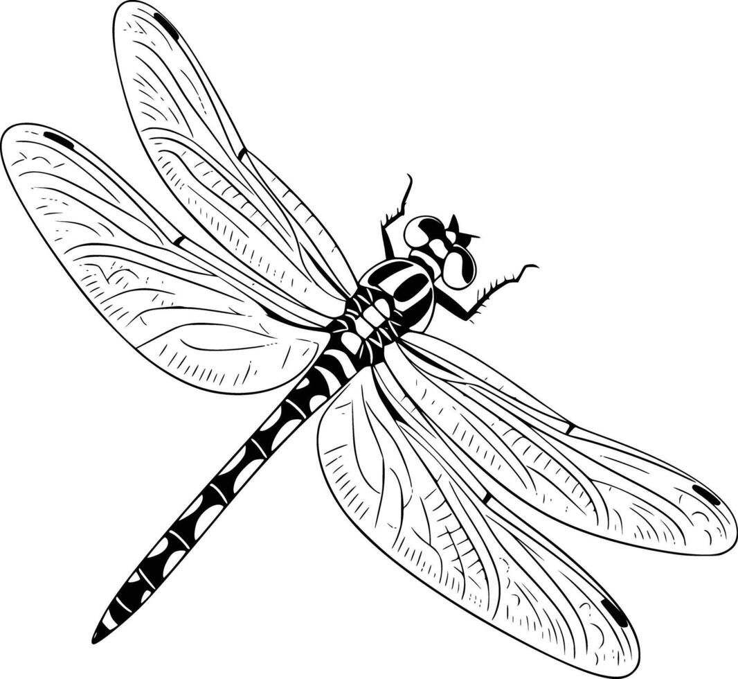 Dragonfly coloring pages and white isolated background vector