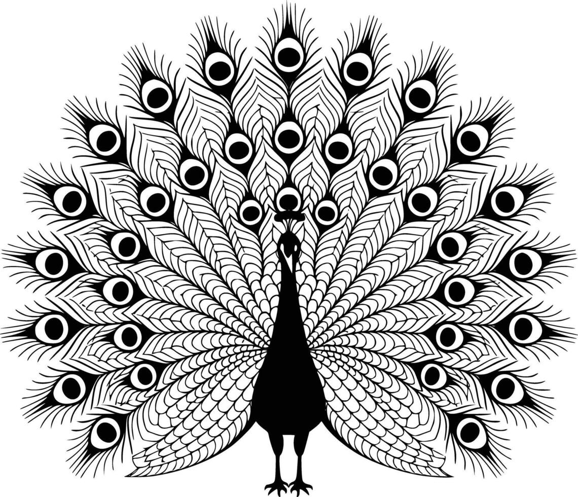 A peacock is standing in front of a white background vector
