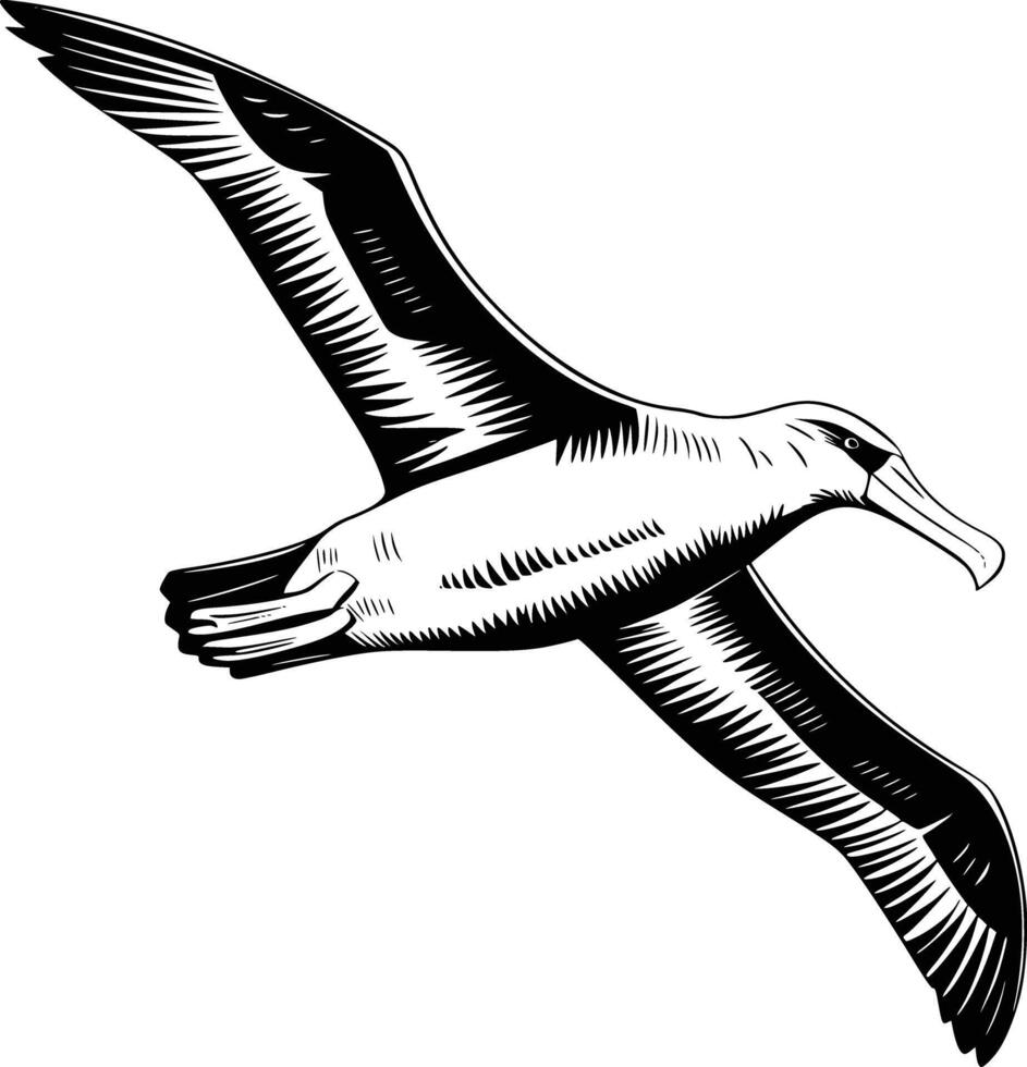 A black and white drawing of a seagull vector