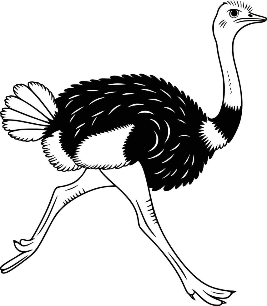 Ostrich clip art vector