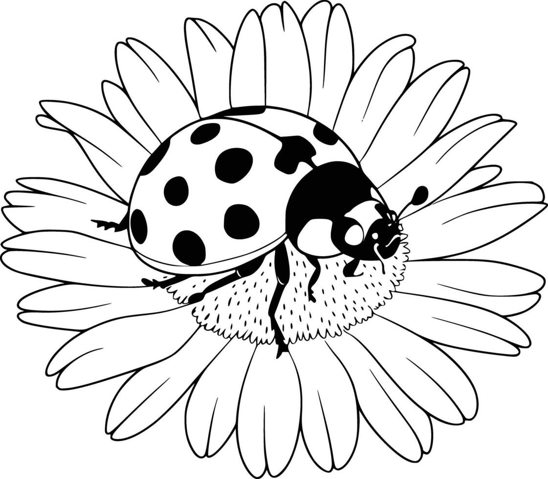Ladybug coloring pages vector