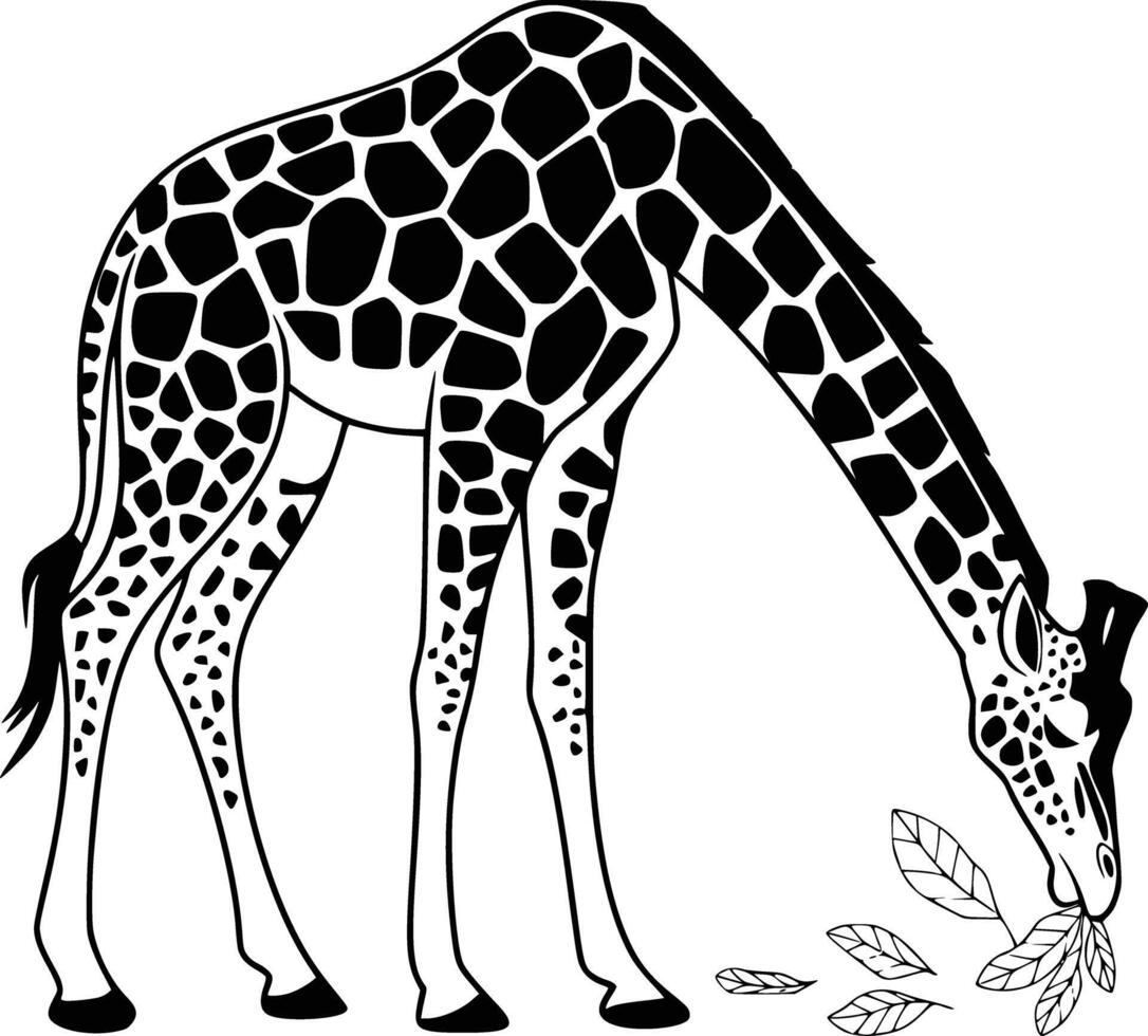 Giraffe eating leaves coloring pages vector
