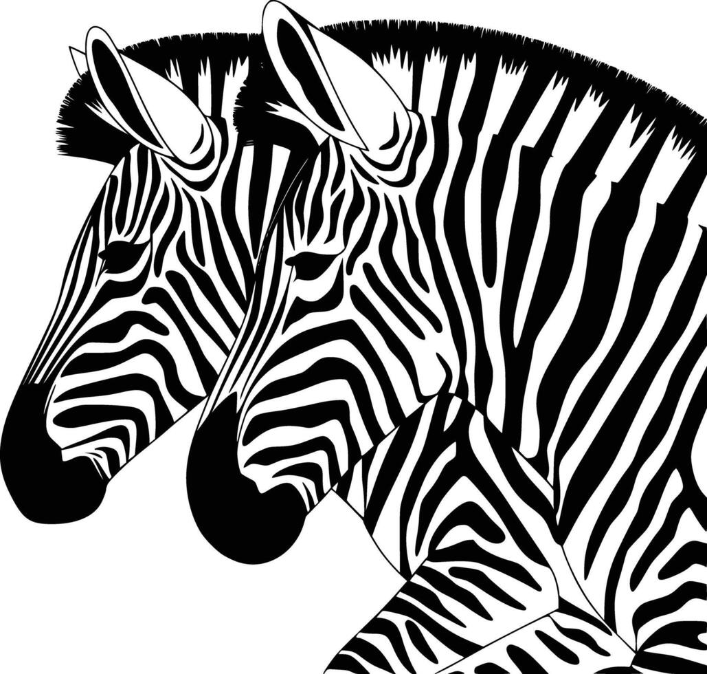 Two zebras are standing side by side in black and white vector