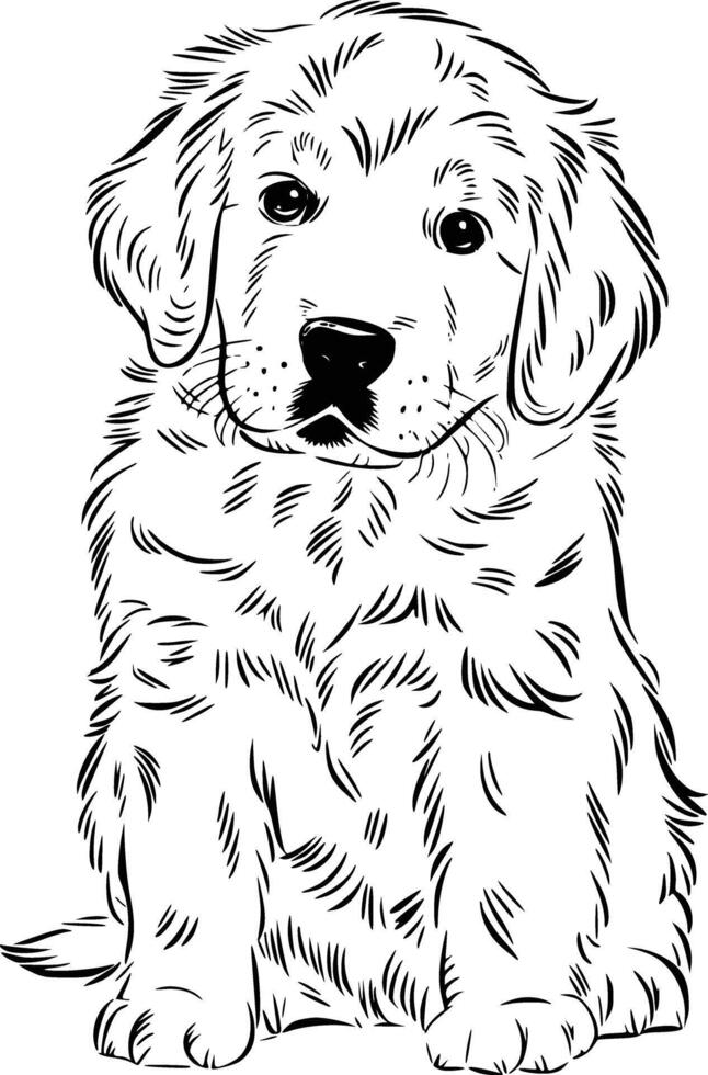 Golden retriever coloring pages vector