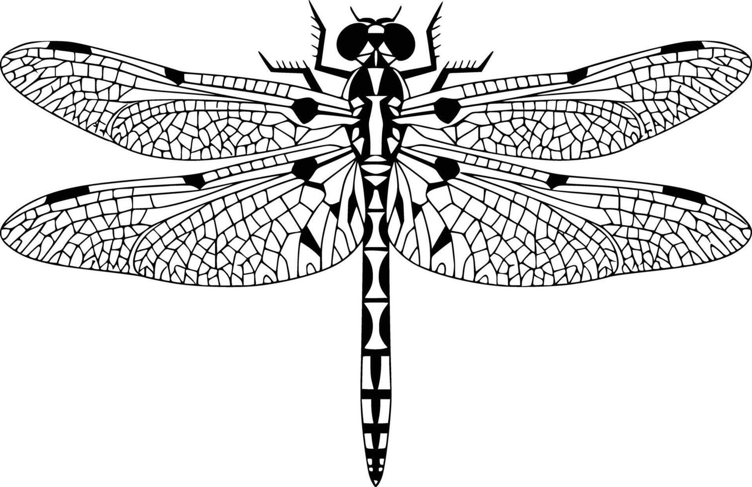 Dragonfly coloring white isolated background vector