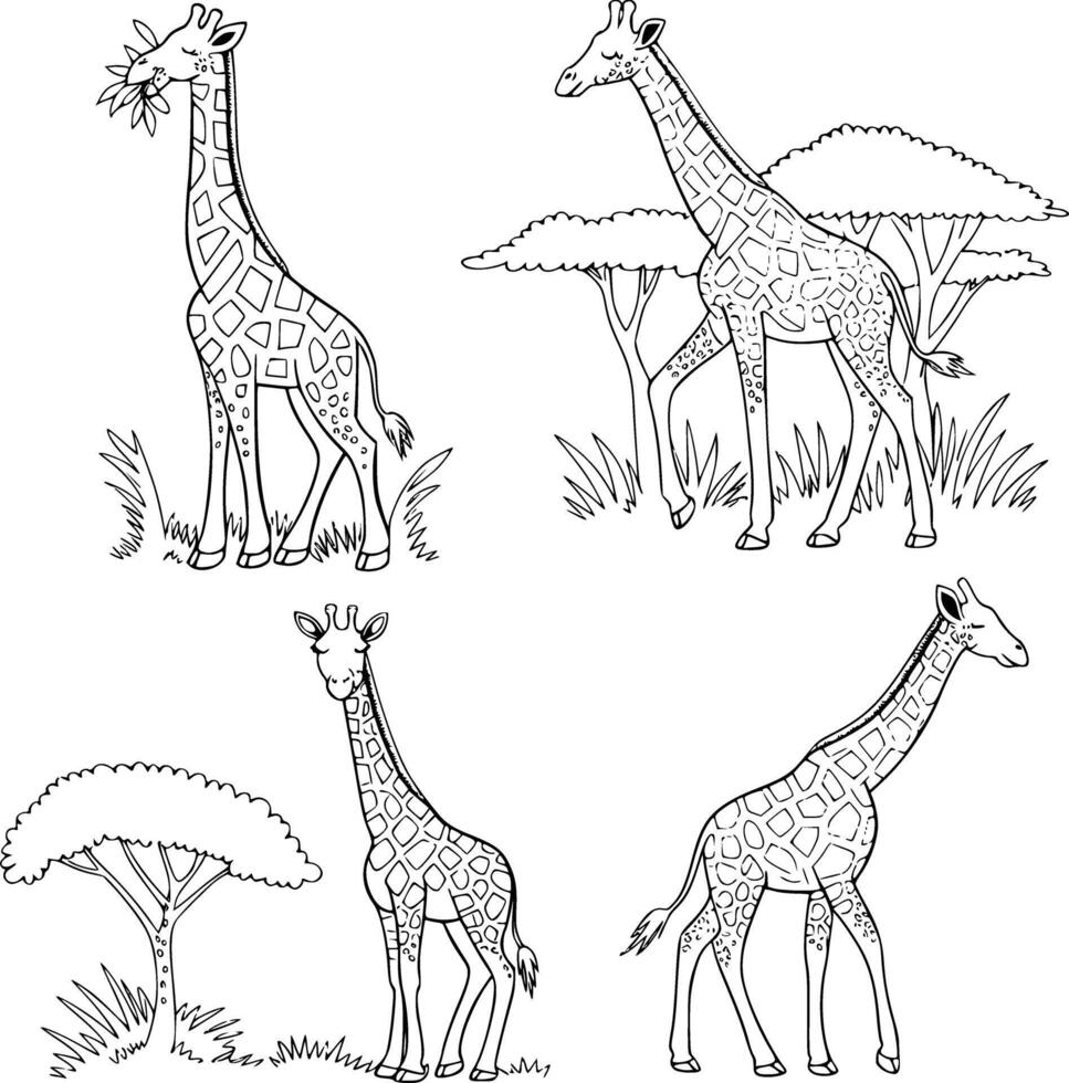 Giraffe coloring pages for kids and white isolated background vector