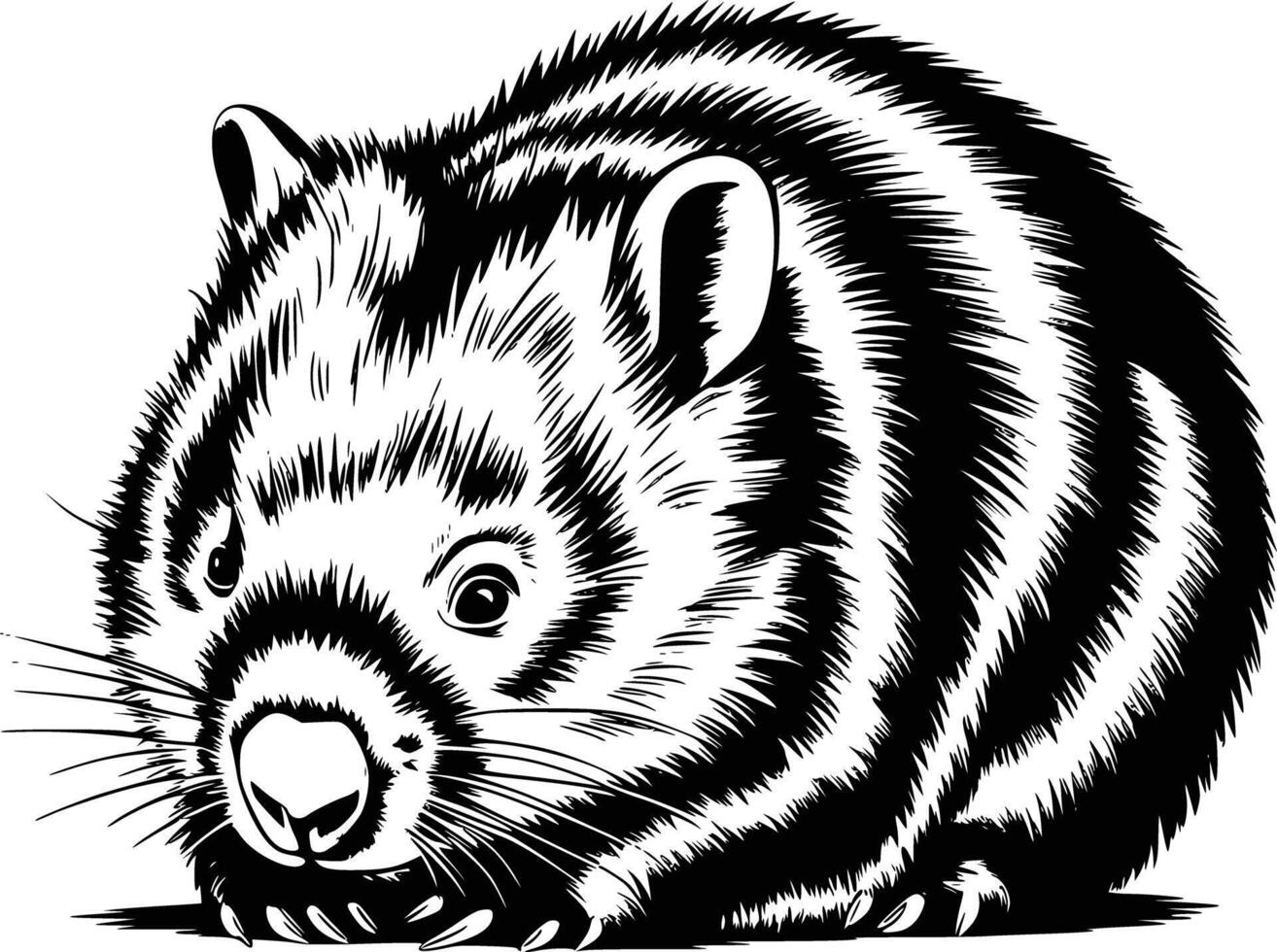 A black and white drawing of a wombat and isolated background vector