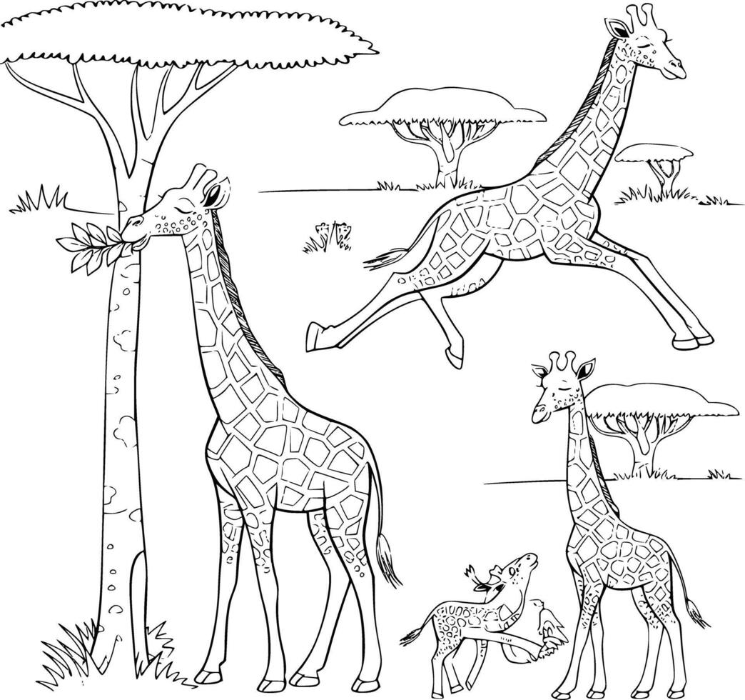 Giraffes coloring pages for kids vector