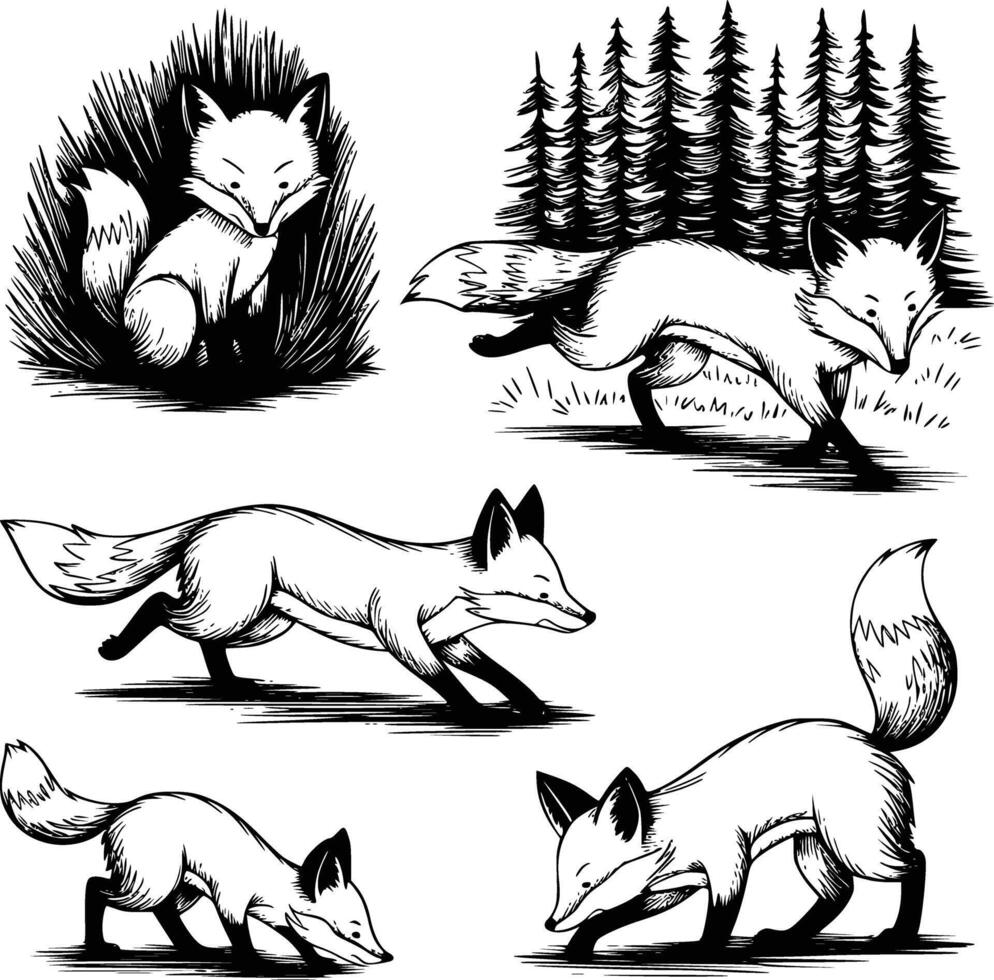 Foxes in different poses and in the forest vector