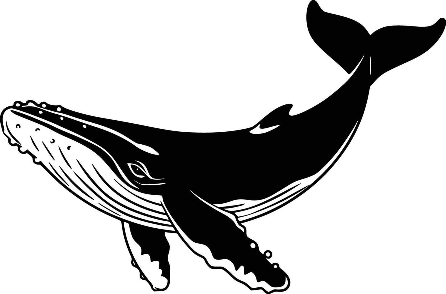 Humpback whale clip art and isolated background vector