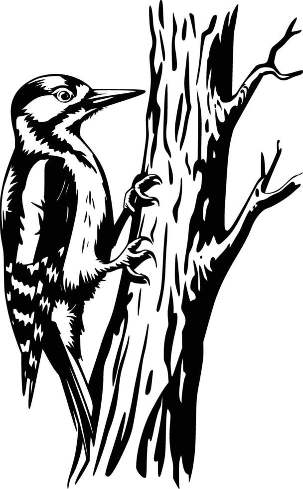 Woodpecker on tree branch vector