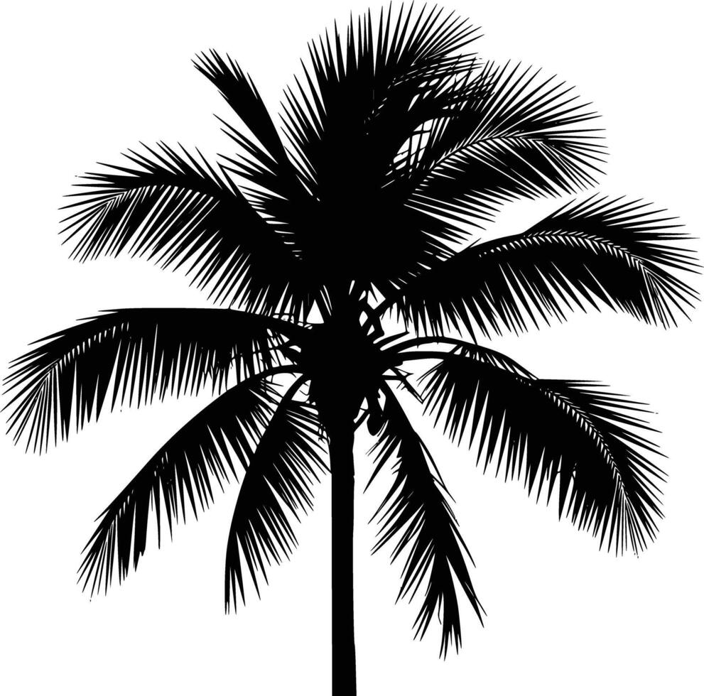 Palm tree silhouette and isolated background vector