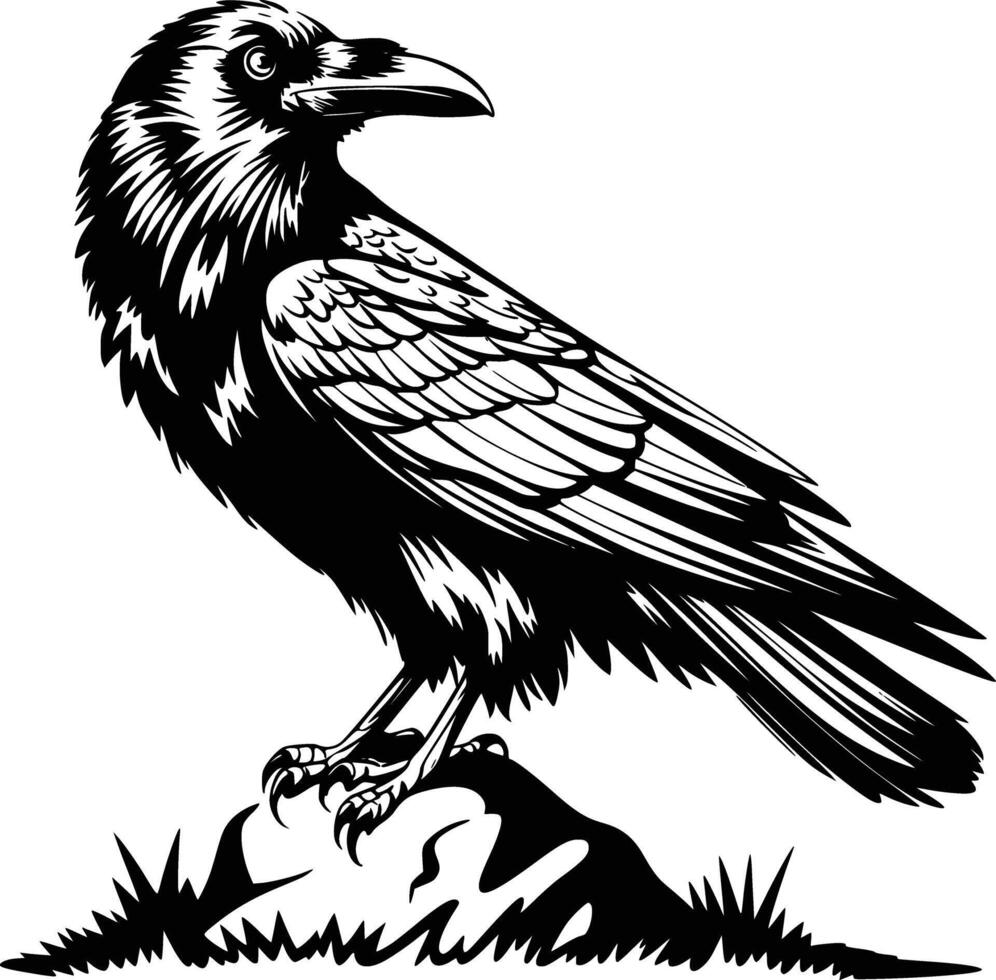 Black and white raven on rock vector