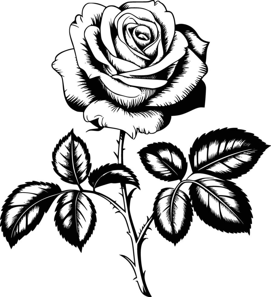 Black and white rose vector