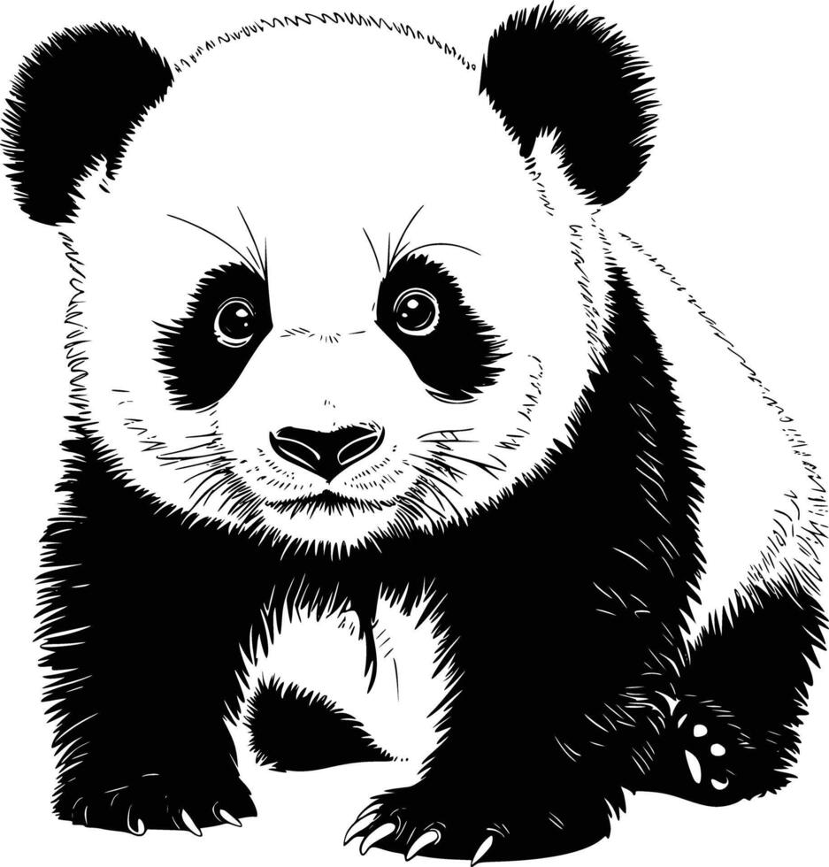 Panda bear coloring pages and isolated background vector