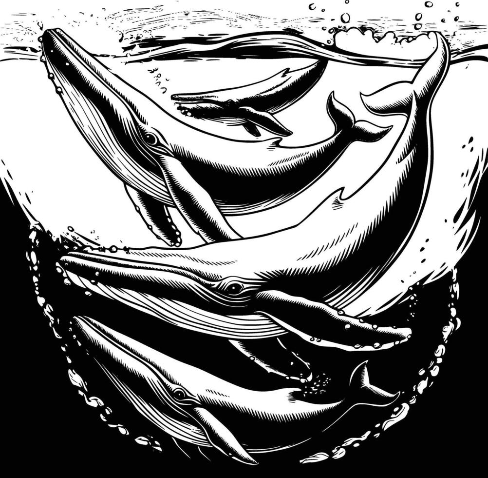 A black and white drawing of a whale swimming in the ocean vector