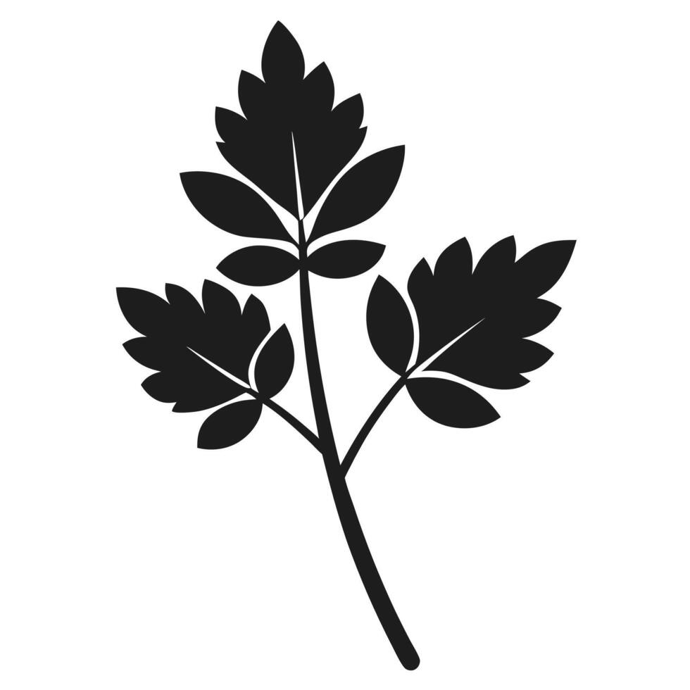 Parsley Herb Black And White vector
