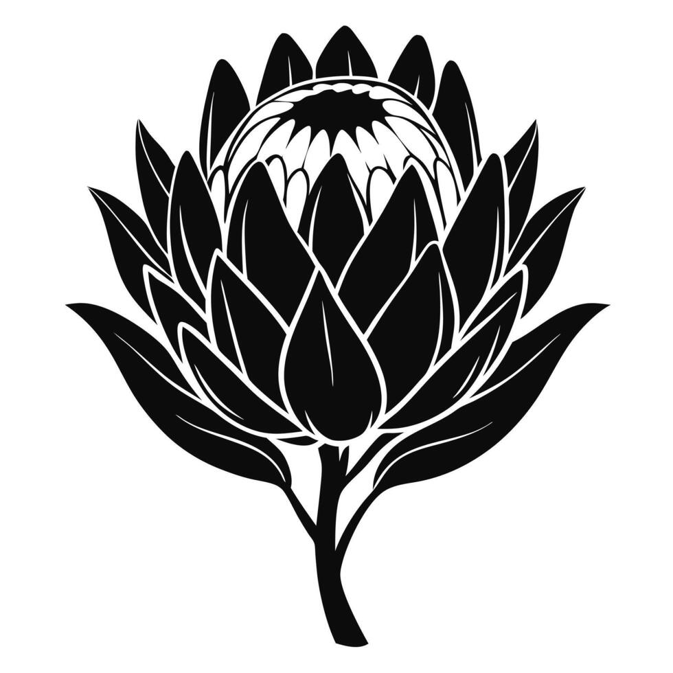 Elegant Black And White Protea vector