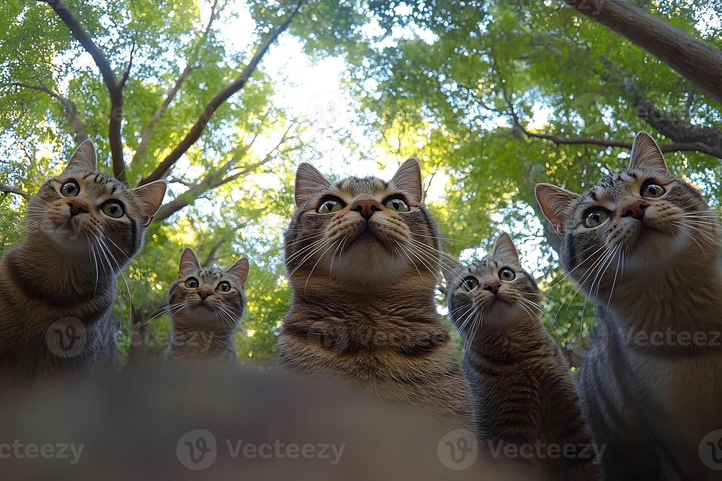 Curious Cats in Forest - Nature Photography for Print and Poster Design photo