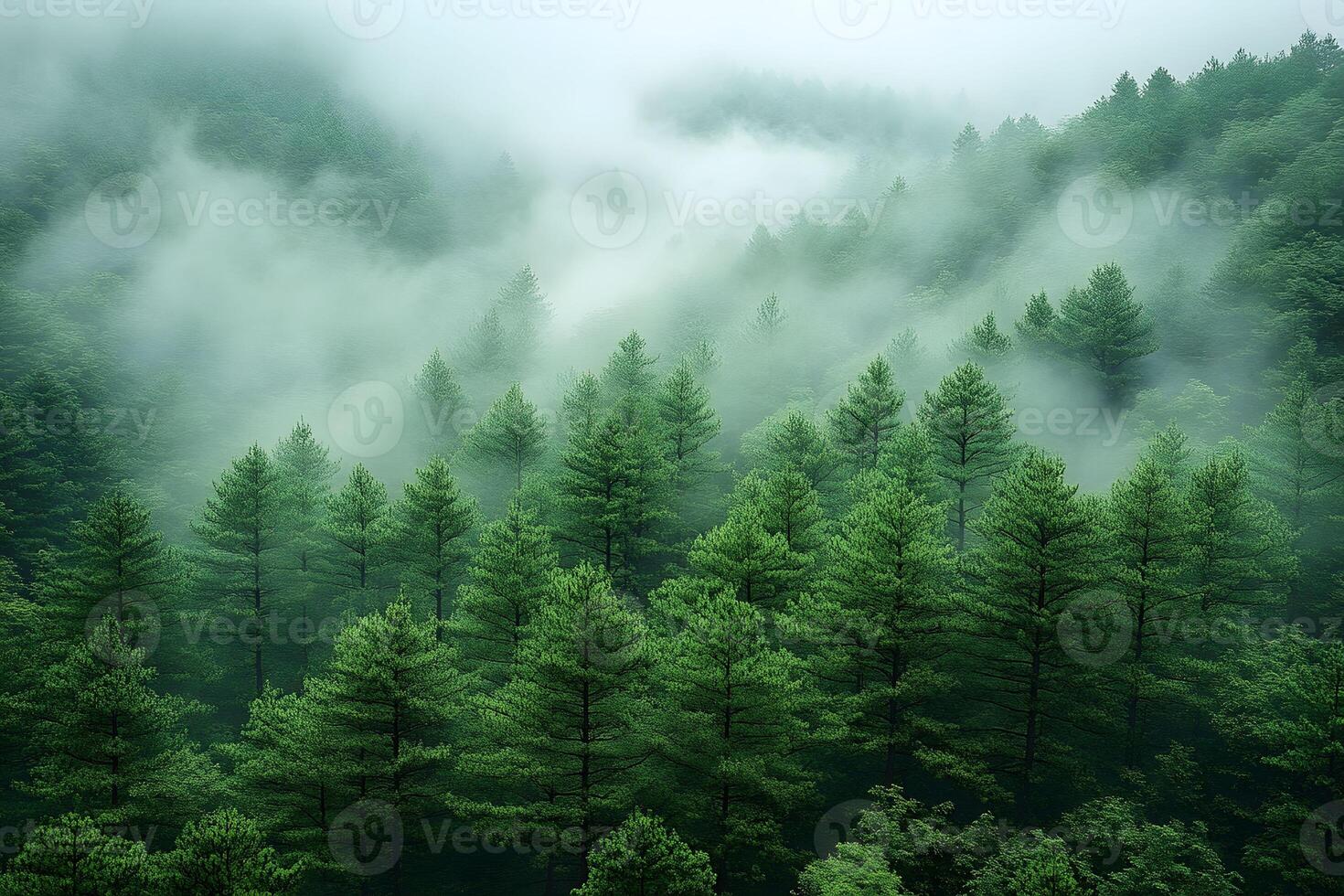 Misty Evergreen Forests Covering Mountain Landscape in Tranquil Serenity photo