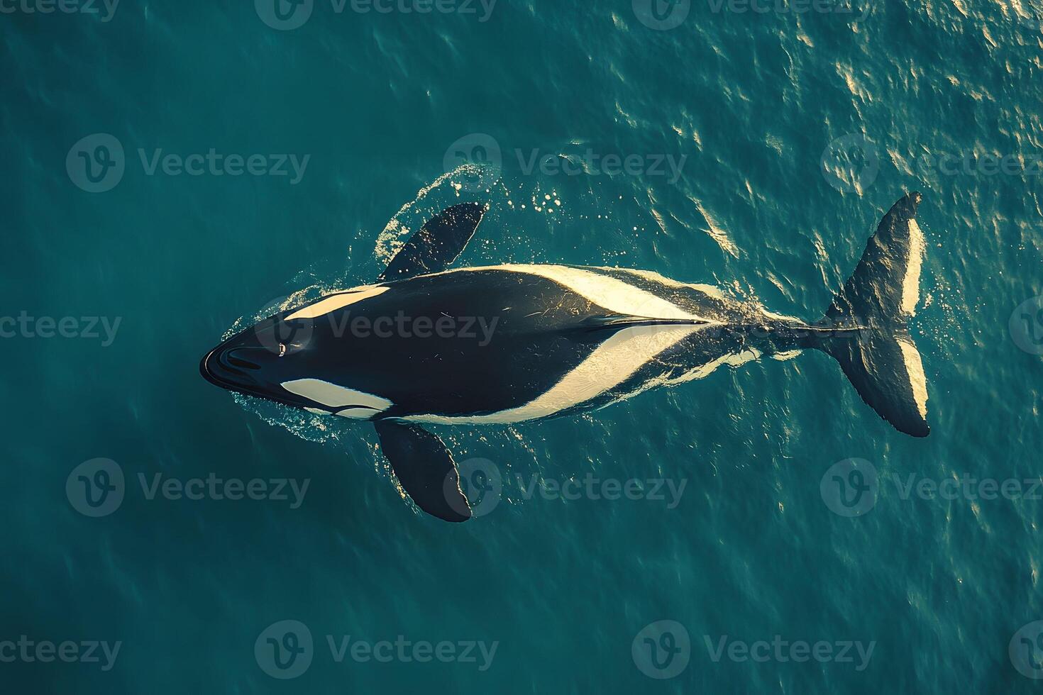 Majestic Orca Whale in Ocean Waters - Nature and Wildlife Photography for Marine Conservation photo