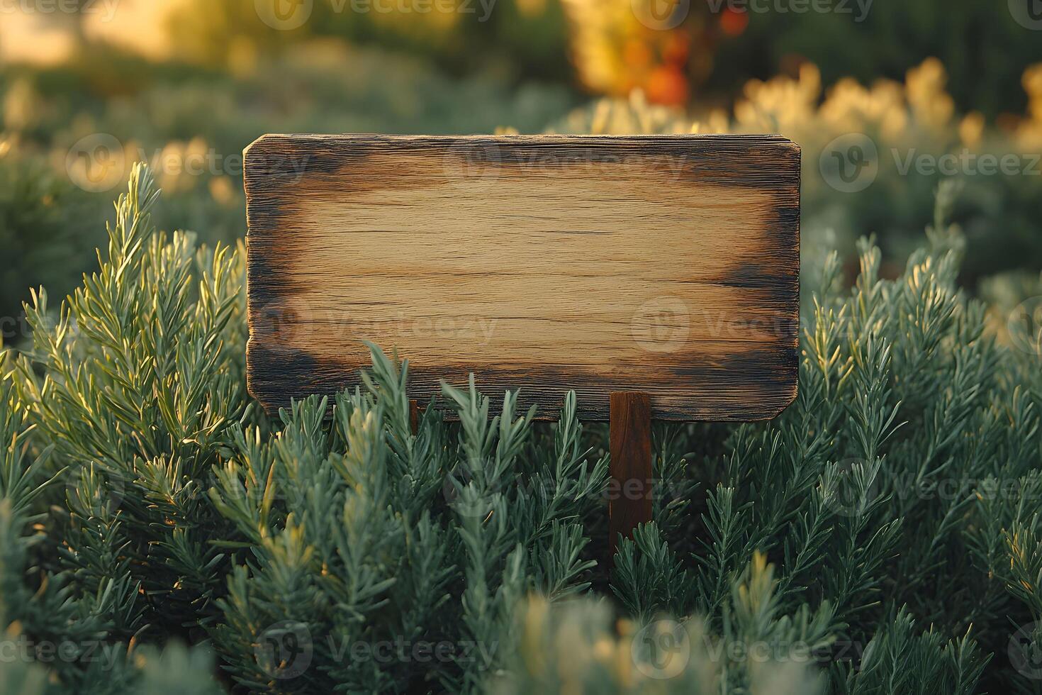 Rustic Wooden Signpost Surrounded by Greenery at Golden Hour - Nature's Tranquility and Rustic Elegance photo