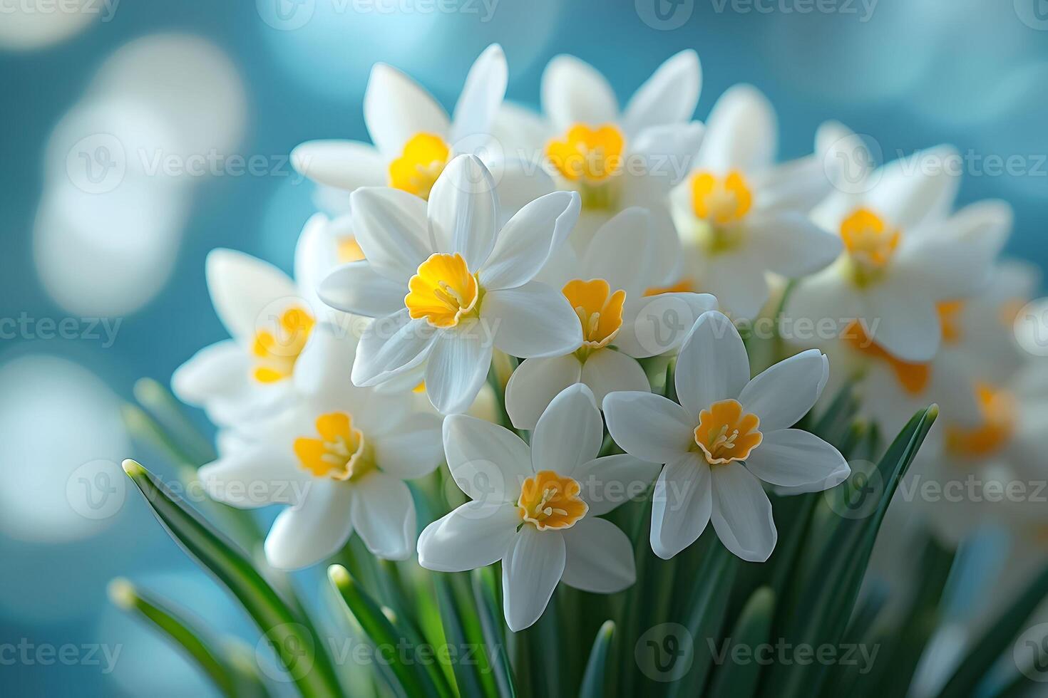 Spring Bouquet of White and Yellow Daffodils with Soft Blue Bokeh Background photo