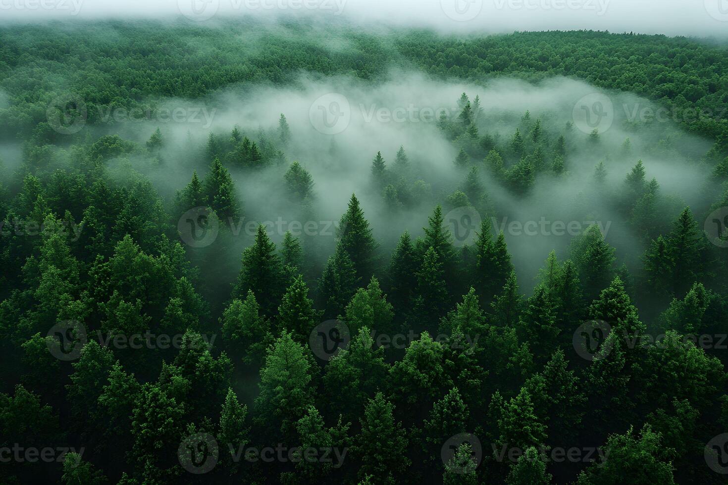 Misty Forest Canopy with Lush Greenery and Foggy Ambiance for Nature Themes photo