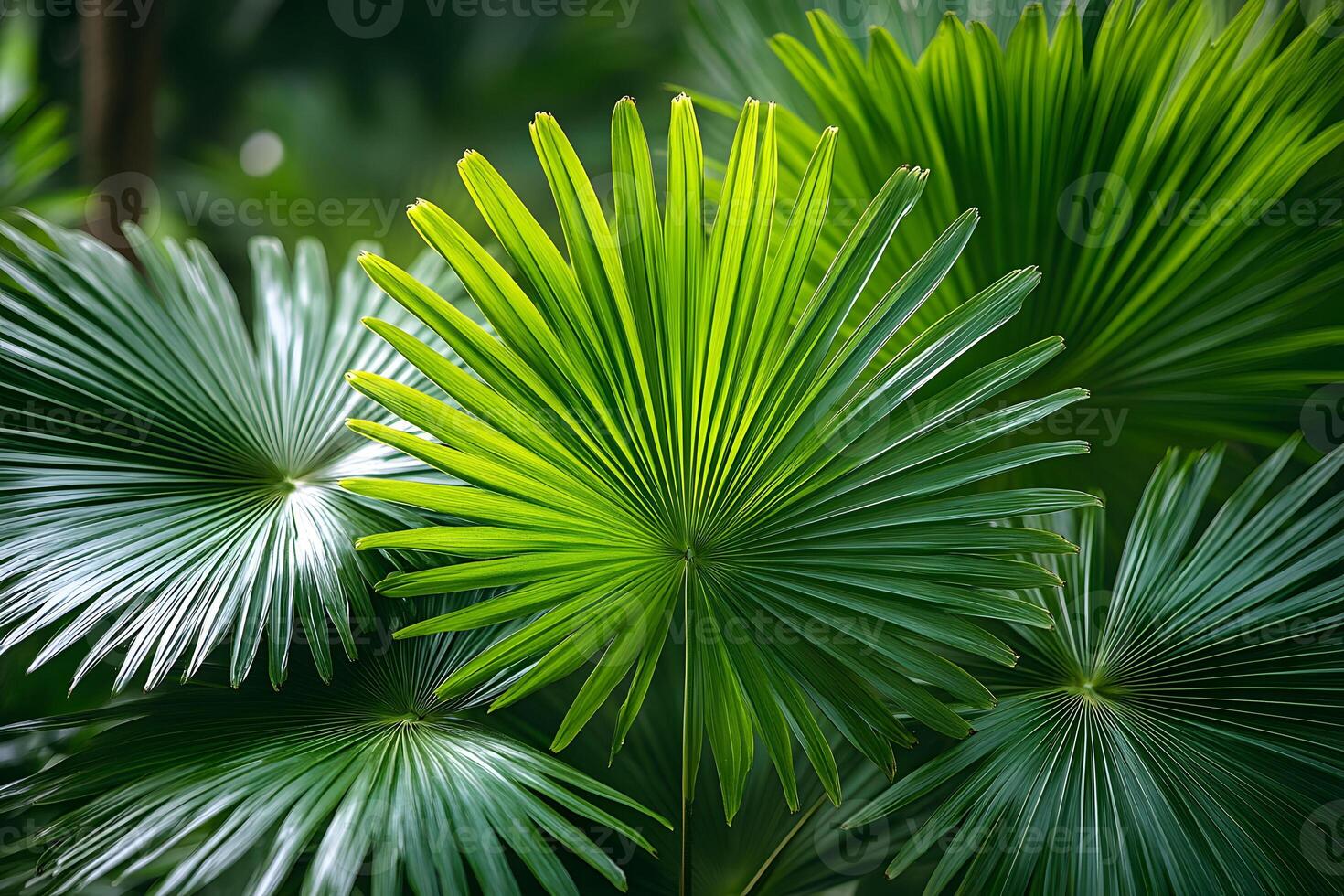 Vibrant Tropical Palm Leaves Displaying Radiant Green Tones in Natural Light photo