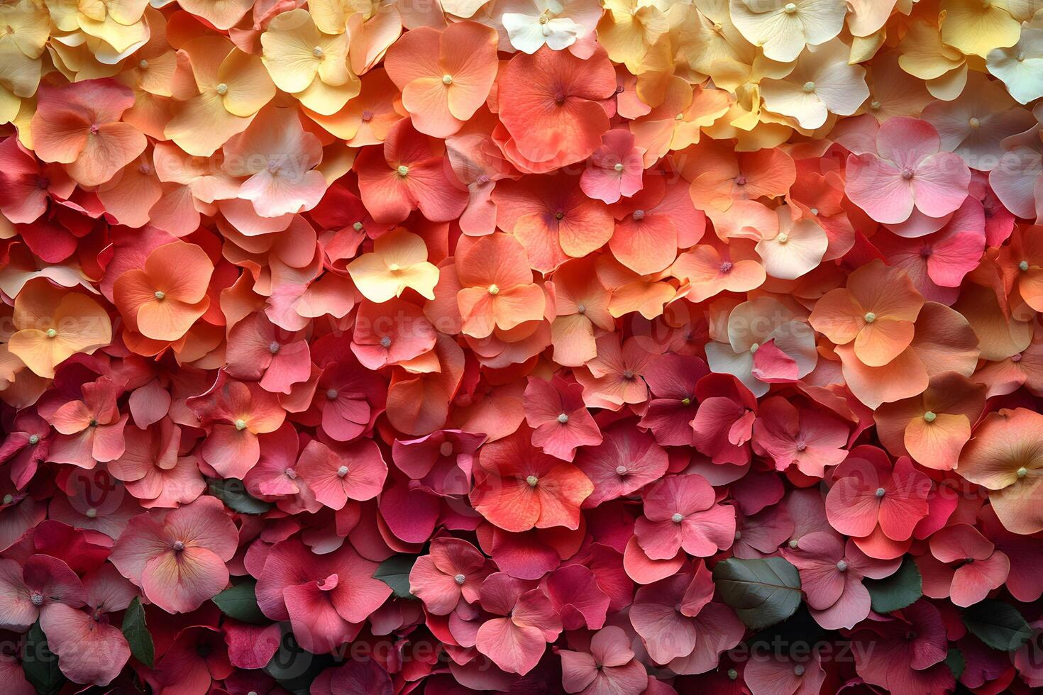 Vibrant Floral Background with Red and Yellow Hydrangea Petals for Spring Design photo