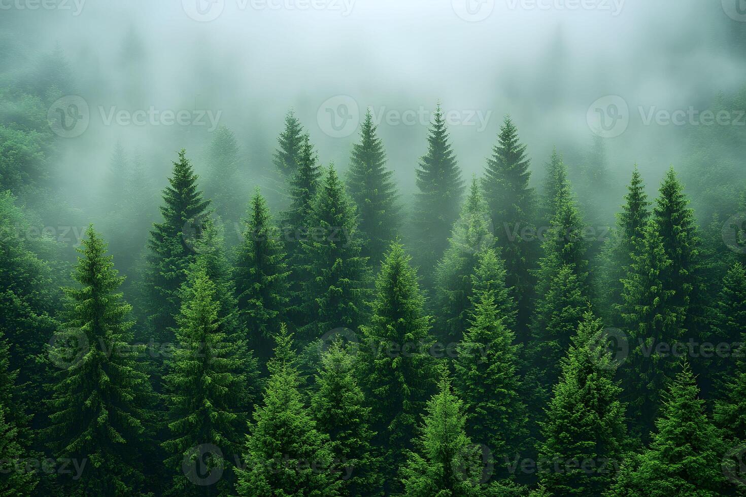 Misty Evergreen Forest Landscape with Lush Green Pine Trees in Foggy Atmosphere photo