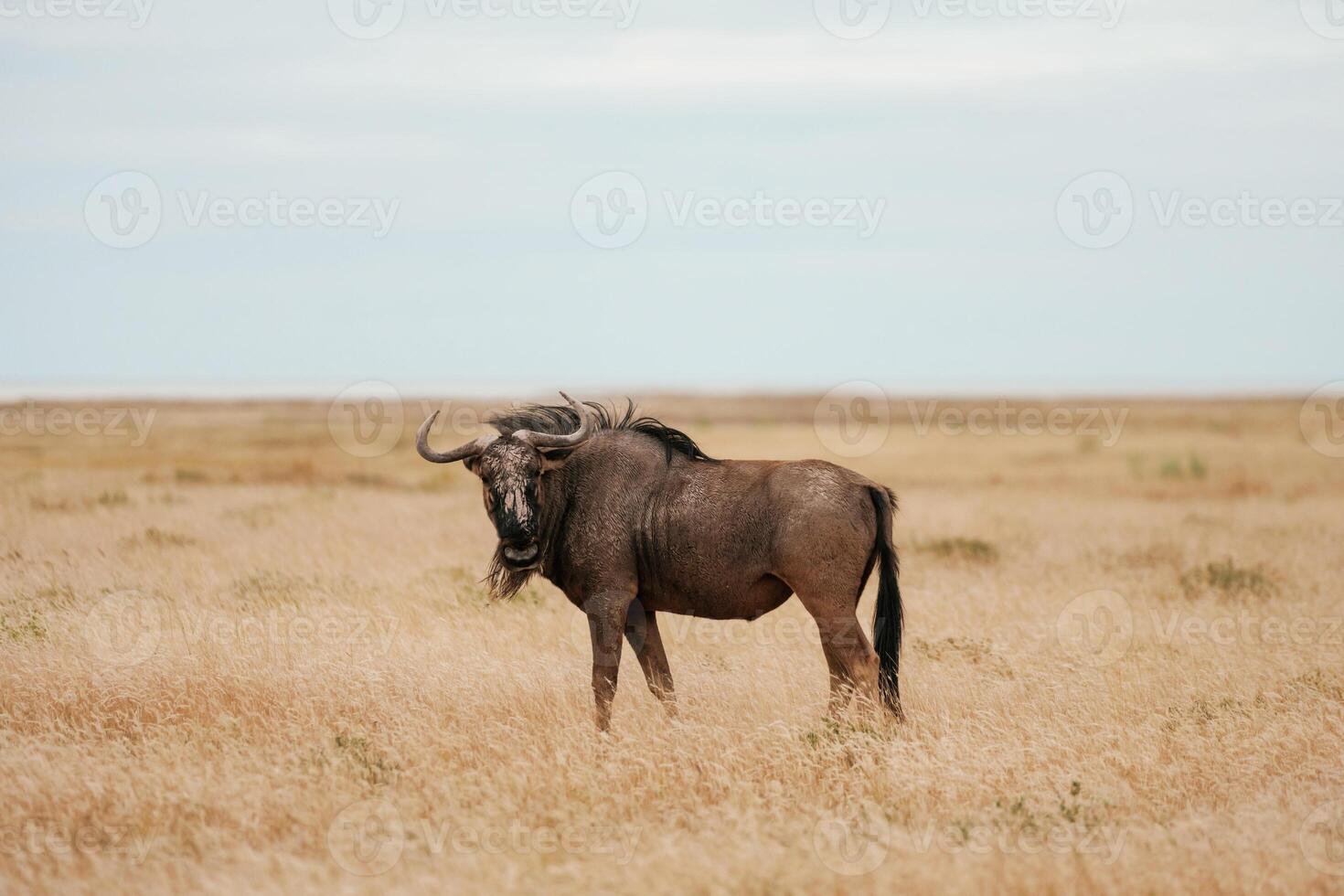 Buffalo is in the ,wildlife, at, daytime photo