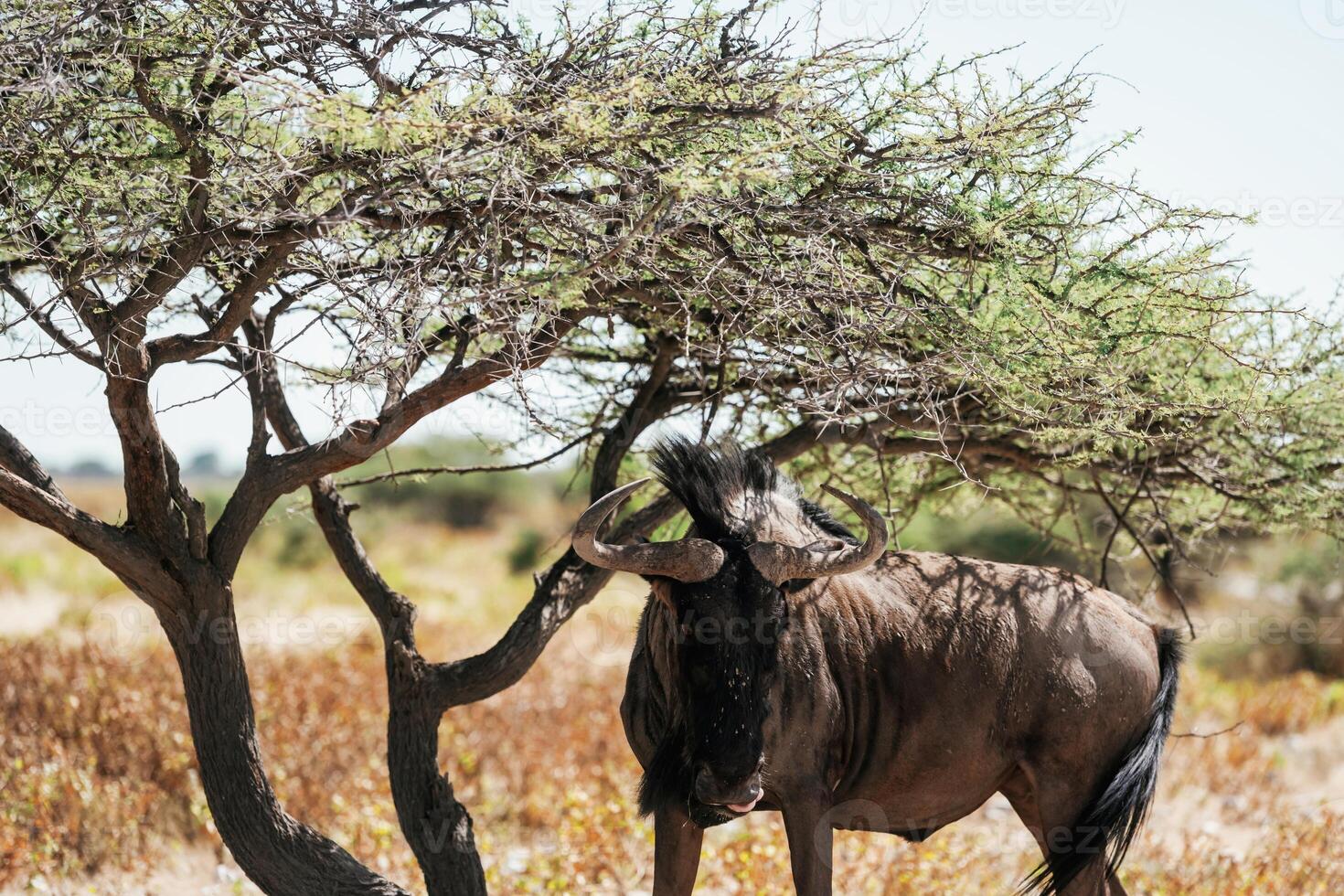 Buffalo is, in the wildlife at daytime photo