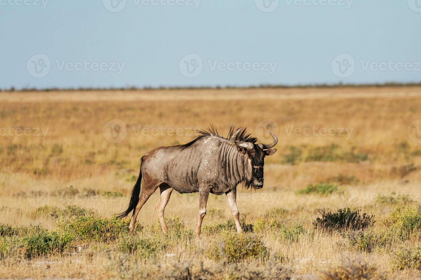 Buffalo is ,,in the wildlife at daytime photo
