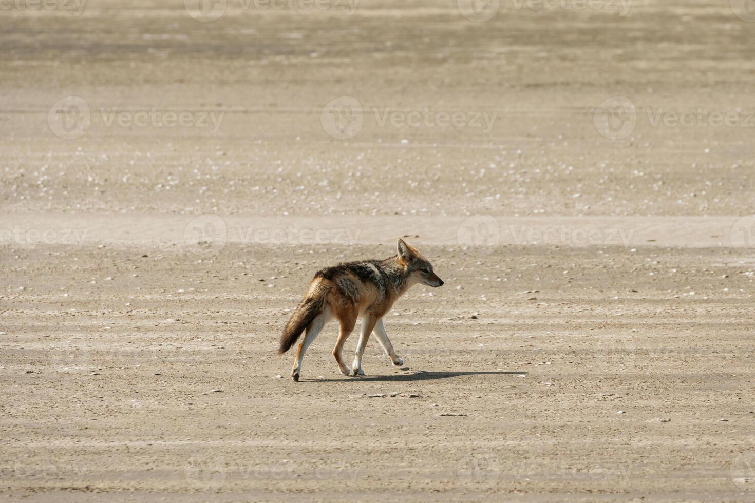 The golden jackal, is in the wildlife at daytime photo