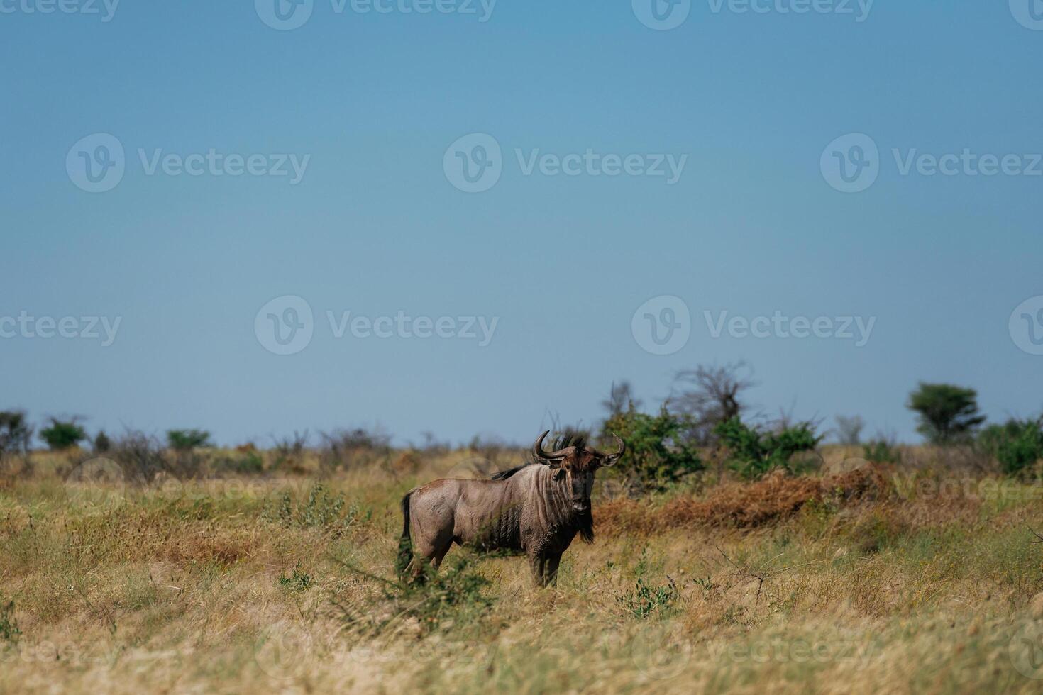 Buffalo, is in the wildlife at daytime photo