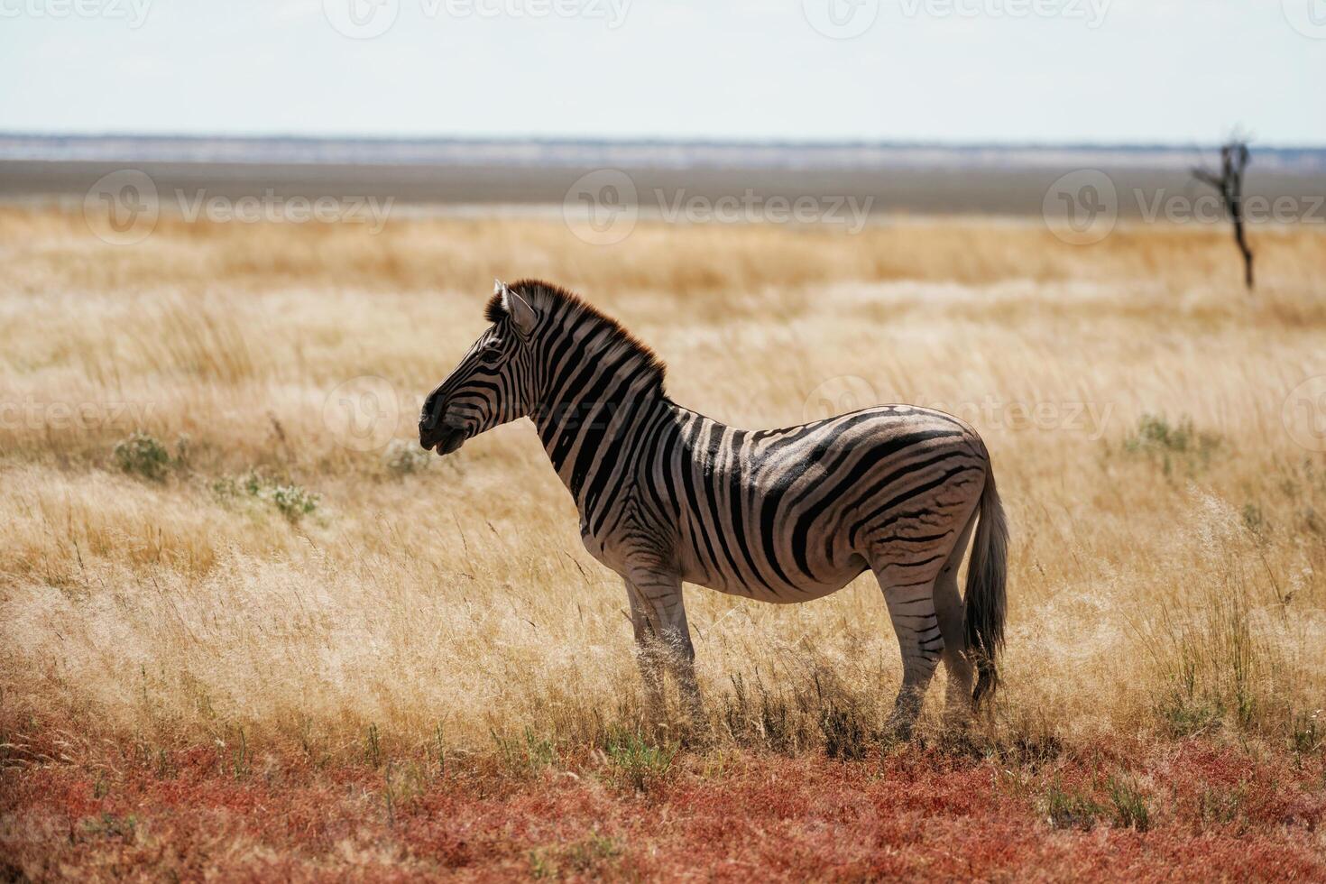 Side, view. Zebra in the wildlife at daytime photo