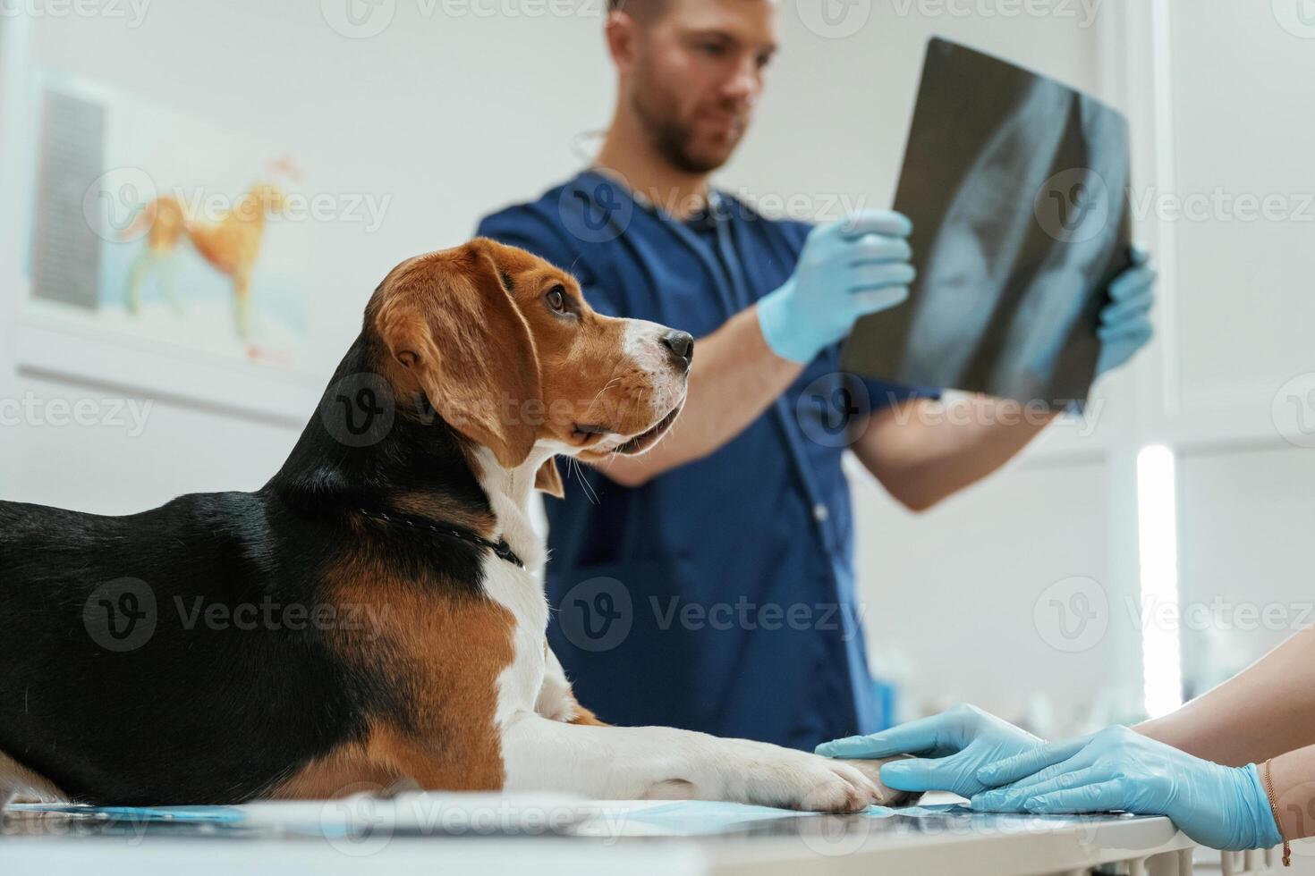 Looking ,at x-ray. ,,Male veterinarian is working with beagle dog in the clinic photo