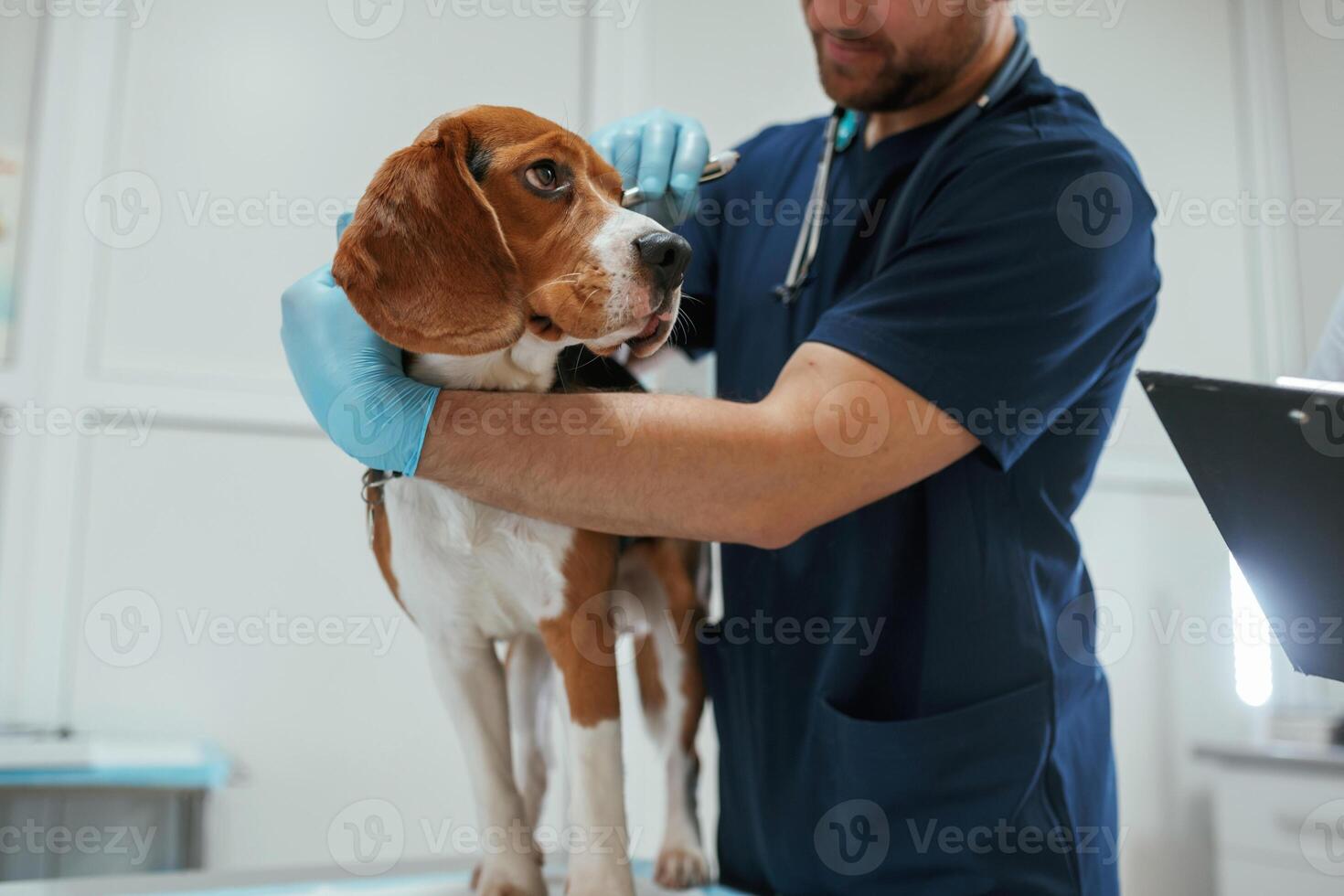 Male veterinarian is working with beagle dog in the clinic photo