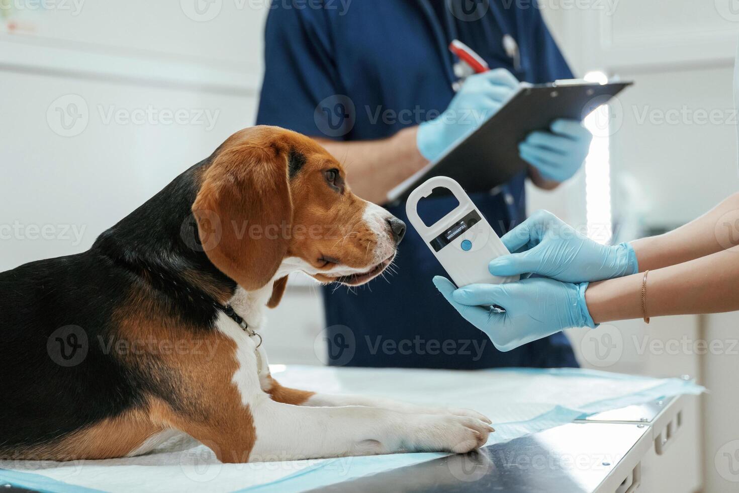 White modern device for searching tags. Two veterinarians are working with beagle dog in clinic photo