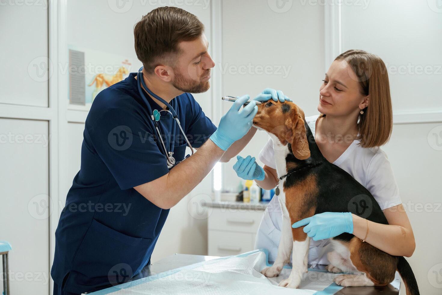 With ,special device. Two veterinarians are working with beagle dog in clinic photo