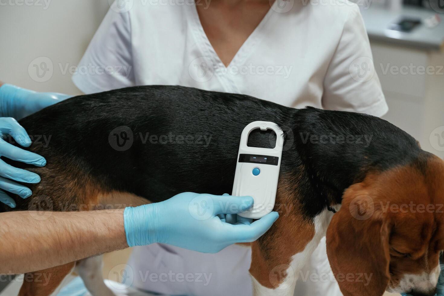 Searching for tag ,by ,using special equipment. Two veterinarians are working with beagle dog in clinic photo