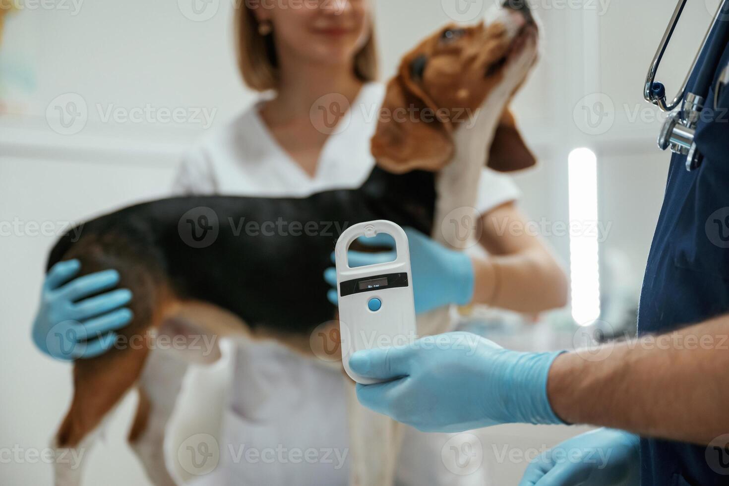 With special device... Two veterinarians are working with beagle dog in clinic photo