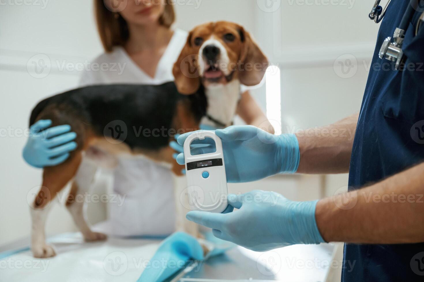 In blue ,,gloves. Two veterinarians are working with beagle dog in clinic photo