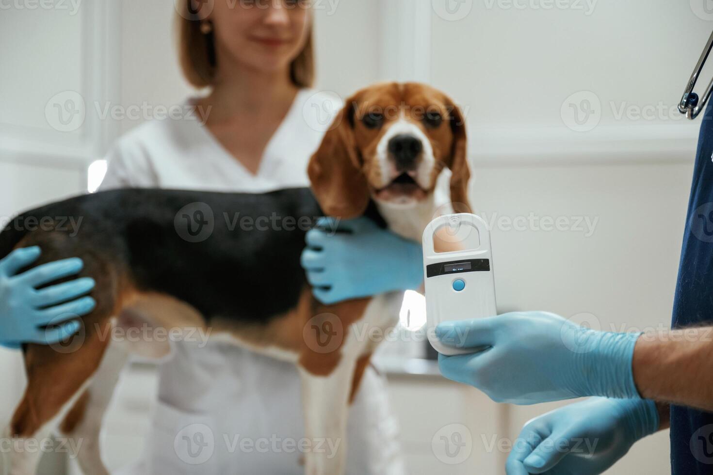 With, special,device. Two veterinarians are working with beagle dog in clinic photo