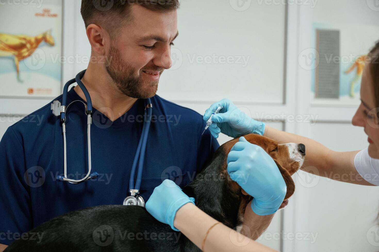 Cheerful, doctors. Two veterinarians are working with beagle dog in clinic photo