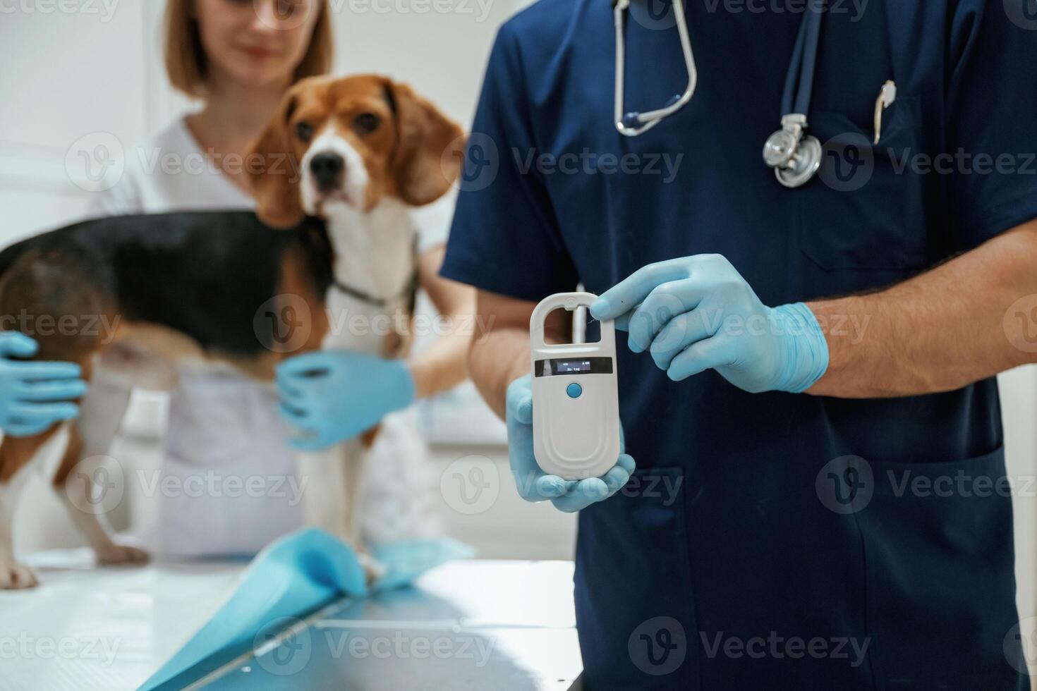 Holding electronic ,device in hand. Two veterinarians are working with beagle dog in clinic photo