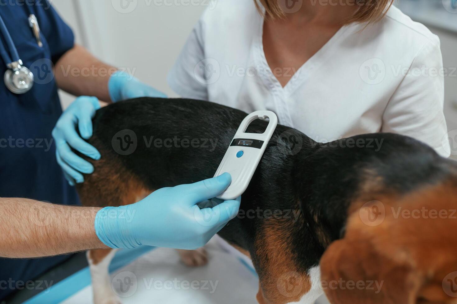 White ,modern device for searching tags. Two veterinarians are working with beagle dog in clinic photo